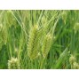 673830-hordeum-vulgare-laser-etoile-detail-prestige-shannon-irina-kosmos-flavour-amidala