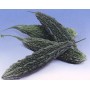 002500-alsempeer-karela-type-palee-f1-ming-shine-f1-dark-snake-f1-jadeite-f1