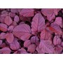 004200-amarantblad-purple-blitum-red-calaloo