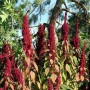 004430-amarantkoren-katia