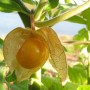 004800-ananaskers-grote