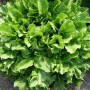 005050-andijvie-nummer-vijf-broadleaf-batavian-batavian-green