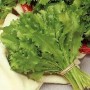 010200-andijvie-romanesca-da-taglio-bianca-riccia-da-taglio