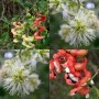011900-apenpeulboom