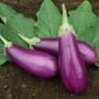 015140-aubergine-dancer-f1