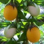 015150-aubergine-golden-eggs-white-egg