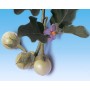 015230-aubergine-pingpong-f1