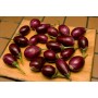 015450-aubergine-indische-ravayya-f1
