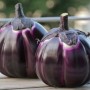 015620-aubergine-violetta-di-firenze-florence-violet-round