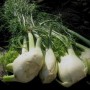 123505-knolvenkel-perfection-geant-mammouth-perfection