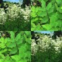 354800-moerasspirea