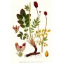 356990-pimpernel-grote