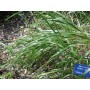 357600-reukgras-gewoon