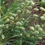 675200-phalaris-canariensis