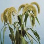 675800-setaria-macrocheata