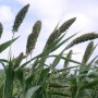 675900-setaria-italica-lowlander