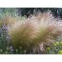 676410-stipa-tenuissima