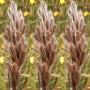676430-thamnochortus-rigidus
