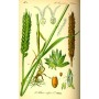 676440-triticum-aestivum-tataros-residence-julius