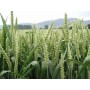 676445-triticum-aestivum-goplana-telimena-lavett-tybalt