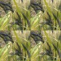 676455-triticum-dicoccum-utrechtse-blauwe-utrecht-blue