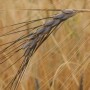 676470-triticum-dicoccoides