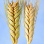 676475-triticum-dicoccum