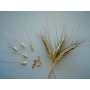 676480-triticum-dicoccum-padre-pio