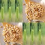 676485-triticum-monococcum