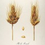 676497-triticum-turgidum-ssp-turanicum-khorasan