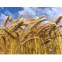 676510-triticale-hybride-sw-talentro-sequenz-twingo-dublet-stelvio