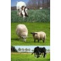 678200-paarden-geiten-schapenweide-horse-star
