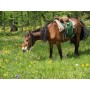 678210-kruidenmix-voor-paarden-top-24