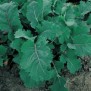 223000-raapstelen-blauwe-groninger