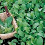 223100-raapstelen-gewone-groene
