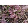 223250-mizuna-red-fineleaved