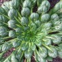223450-raapstelen-misome-tah-tsai-tat-choi-tatsoi-yukina-savoi