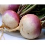 240100-rapen-nancy-ronde-witte-roodkop-purple-top-white-globe