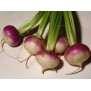 240350-rapen-purple-top-milan-milanese-witte-roodkop