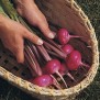 240380-rapen-scarlet-queen-red-stems-f1