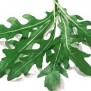 242005-rucola-coltivata-esmee