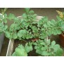 242030-rucola-pronto