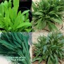242050-olijfblad-rucola-foglia-ulivo-olivetta