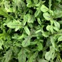 242060-roodnerf-rucola-dragons-tongue