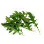 242100-wilde-rucola-sylvetta