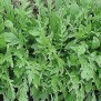 242120-wasabi-rucola