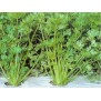 245150-tropische-snijselderij-summer-light-yellow-green-tianjin