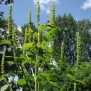 343105-dropplant-reuzen