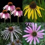 343190-echinacea