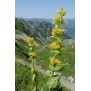 345000-gentiaan-gele